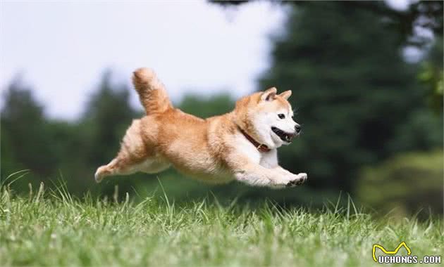 为什么会有那么多人喜欢柴犬？柴犬有哪些讨人喜欢的优点呢