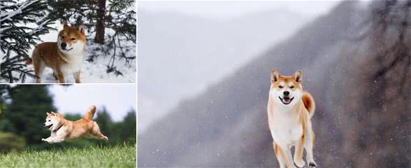 为什么会有那么多人喜欢柴犬？柴犬有哪些讨人喜欢的优点呢