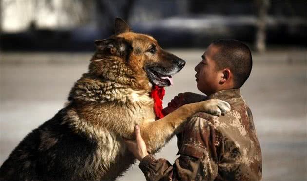 一分钟告诉你警犬和军犬的区别在哪