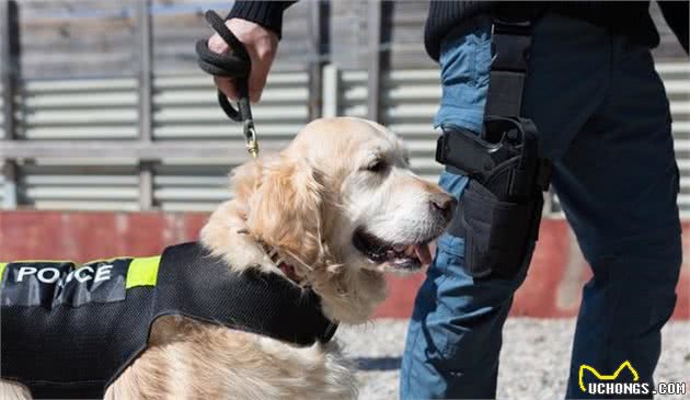 一分钟告诉你警犬和军犬的区别在哪