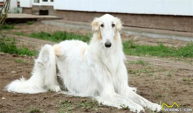 来自俄罗斯的贵族狗，颜值和战斗力并重的工作犬，俄罗斯牧羊犬