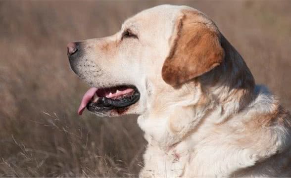 拉布拉多猎犬介绍