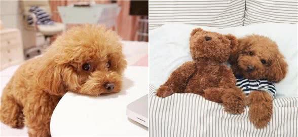 泰迪犬口臭是什么原因？该如何解决？教你几招除口臭的方法