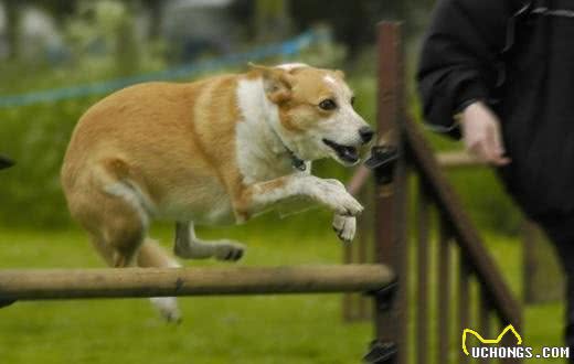 训练宠物犬的三个注意事项