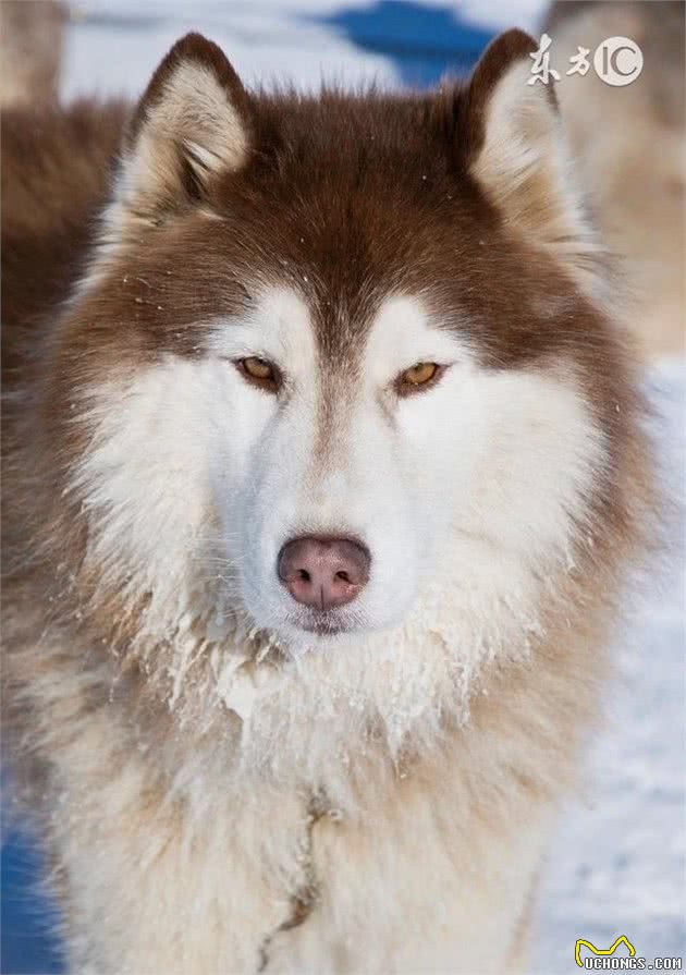 哈士奇犬的脸部卫生为什么重要？怎样清理？