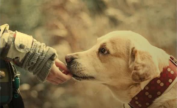 如何克服和防止犬饲料霉变？