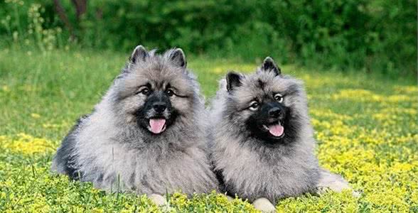 荷兰毛狮犬一位优秀的警卫犬，被视为“人民之犬”