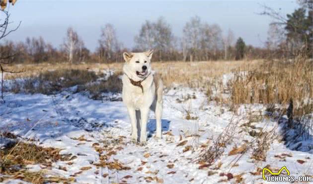 15种最受欢迎的耐寒犬，适合战斗民族