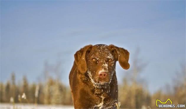 15种最受欢迎的耐寒犬，适合战斗民族