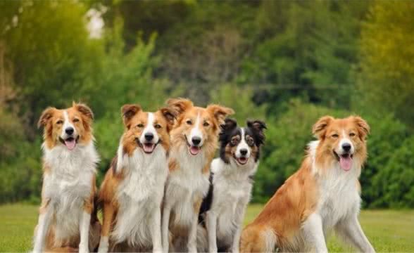 四项行为测试,分析出犬性格