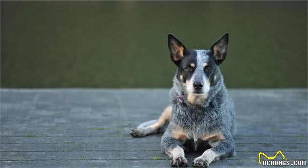 你听过蝴蝶犬吗？你知道大屁股柯基犬吗？