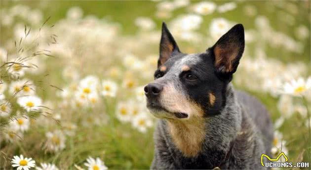 你听过蝴蝶犬吗？你知道大屁股柯基犬吗？