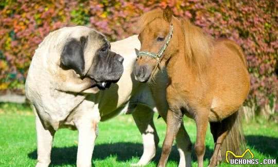 九种大型犬