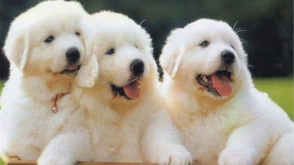 刚买的狗狗要注意哪些事项?