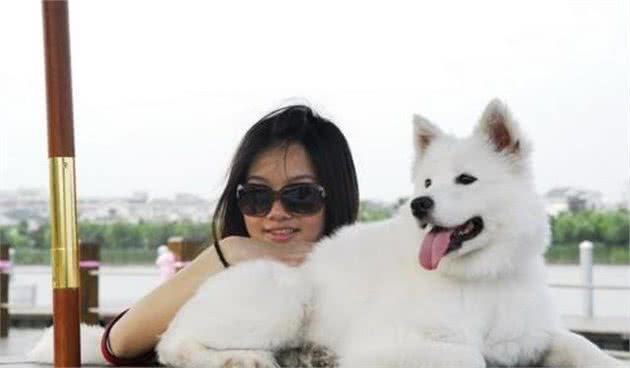 萨摩耶犬虽然很漂亮，可是想要饲养它，你肯定避不开这6个坑