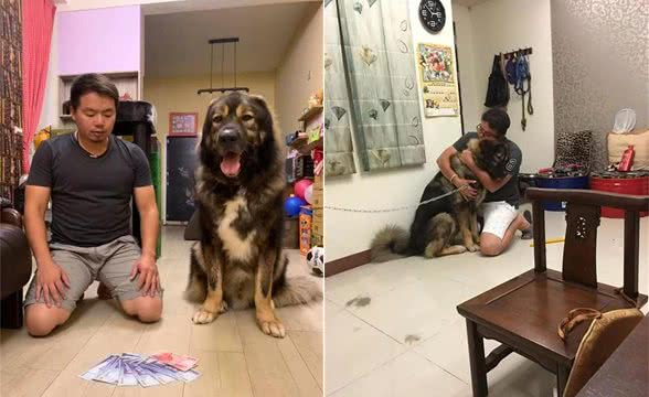 狗狗在沙发下面捡零食，却发现了男主人的秘密：你是猪队友吗