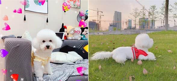 你真的了解狗狗吗?这5个动作明确了才能知道它想表达什么