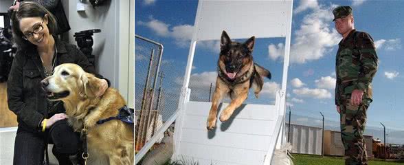 经过训练的工作犬都能够从事哪些工作？