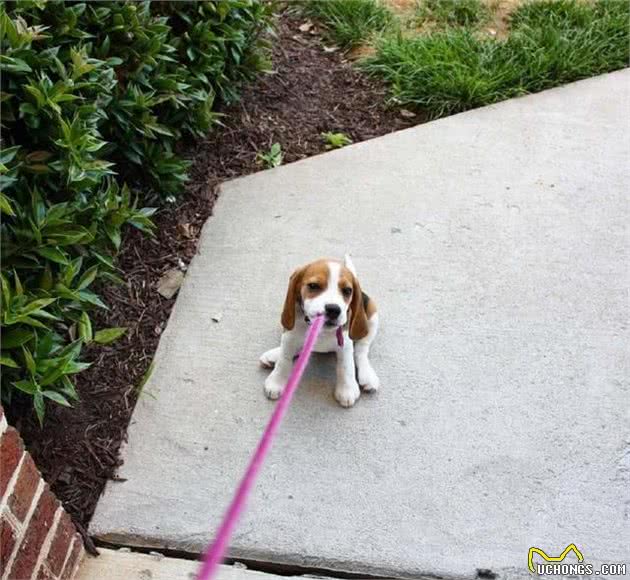 史努比的原型原来是它,有着一双超萌大耳朵的比格猎兔犬!