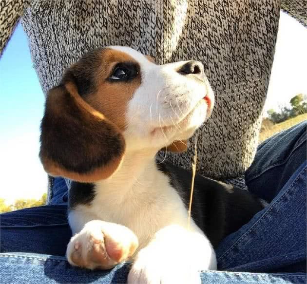 史努比的原型原来是它,有着一双超萌大耳朵的比格猎兔犬!