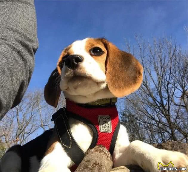 史努比的原型原来是它,有着一双超萌大耳朵的比格猎兔犬!