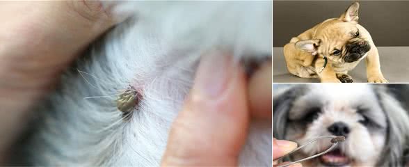 夏季来了，狗狗受蜱虫毒害苦苦苦！爱狗狗的你应当了解这些