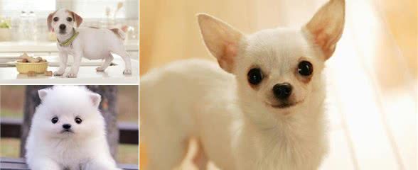 小型犬饲喂误区，你犯了几个？