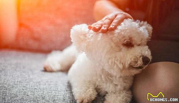 有宠福布斯：清点最可爱的十大小型犬