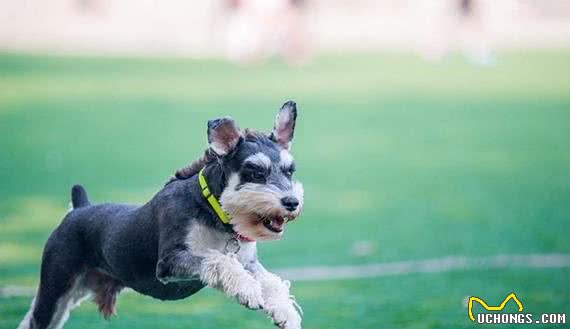 有宠福布斯：清点最可爱的十大小型犬