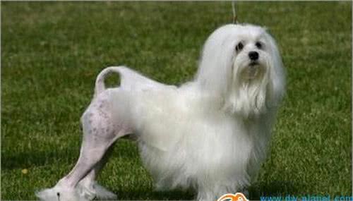 动物星球·世界名犬赏析—罗秦犬！