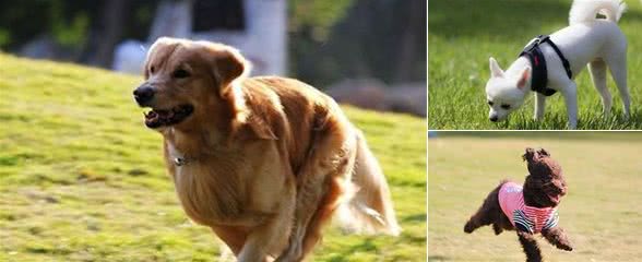 如何给狗狗合适的运动量?