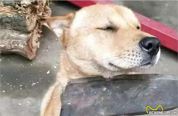 狗狗不听话？快使用这5个办法，可以让它对你服服帖帖