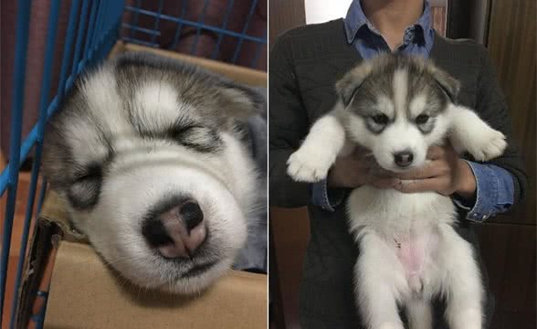 二哈果真与众不同，将幼犬哈士奇养大是怎样的感受？