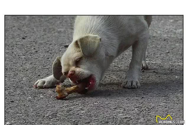 狗喜欢啃骨头,是吃上面的肉吗?