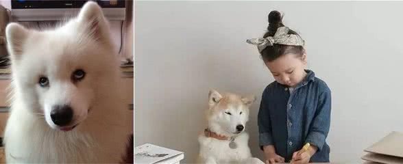 饲养宠物狗易出现的几大误区