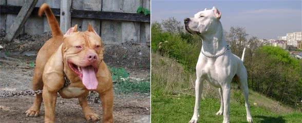 6种凶悍无比的“猛犬”,比特藏獒常被人说起,城市里不准再饲养