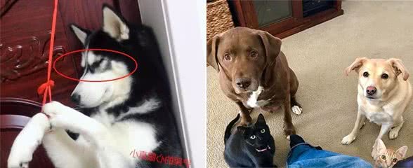 狗狗最怕的5种惩罚，你做过几种？