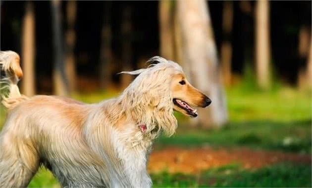 解读“阿富汗猎犬”，因美丽的外表独具一格，喜欢住在现代住宅中