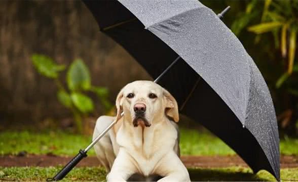 看着窗外雨天的同时，铲屎官们也要多看看自己狗子的皮毛！