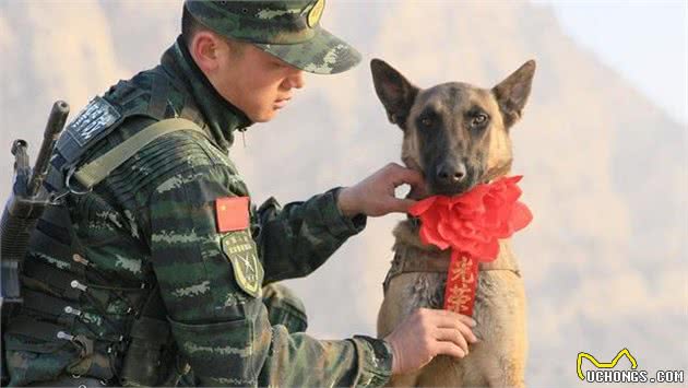 为什么这么多人对“马犬”趋之若鹜？因为它有这些优点，值得