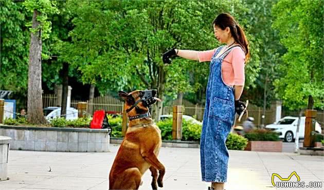 为什么这么多人对“马犬”趋之若鹜？因为它有这些优点，值得