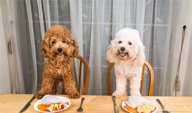 狗不吃食物的原因终于找到了！犬厌食症，了解一下