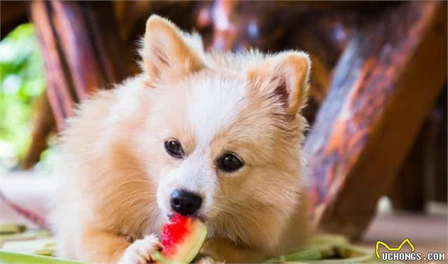 狗不吃食物的原因终于找到了！犬厌食症，了解一下