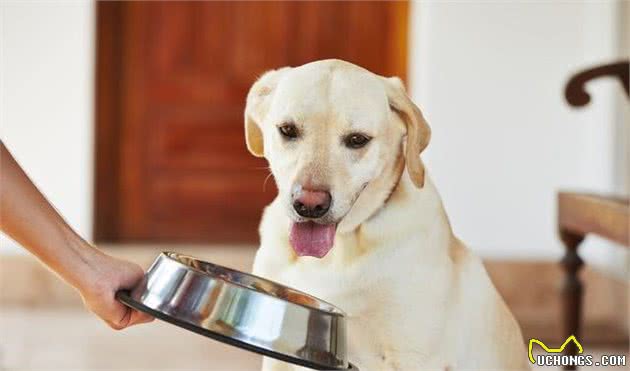 狗不吃食物的原因终于找到了！犬厌食症，了解一下