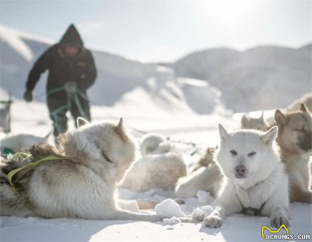去格陵兰岛玩狗拉雪橇，你需要知道有关雪橇犬的5个有趣事实！