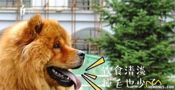 为什么那么多人“讨厌”松狮犬？原因有6个