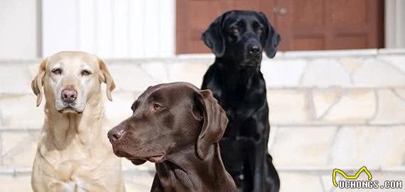 拉布拉多犬的智商高吗