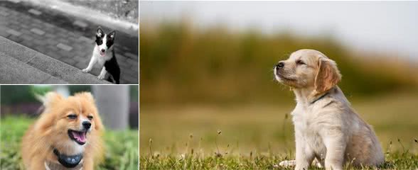 为什么幼犬需要接种三针一模一样的疫苗？请收下这份幼犬疫苗指南