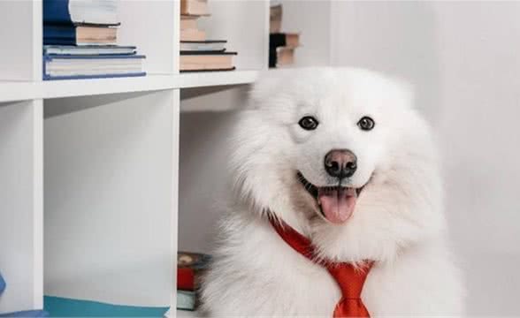 萨摩耶犬怎么养？新手家长一定得看