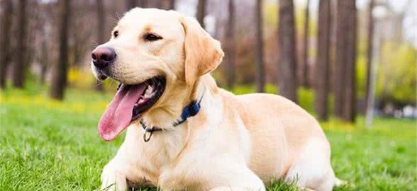 智商高，脾气又好的拉布拉多犬到底有多完美！